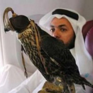 迪拜王子沙特携20只宠物猎隼上飞机